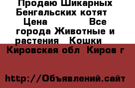 Продаю Шикарных Бенгальских котят › Цена ­ 17 000 - Все города Животные и растения » Кошки   . Кировская обл.,Киров г.